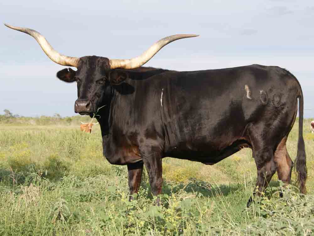 Rocking O Longhorns texas longhorn cattle for sale Austin, Texas